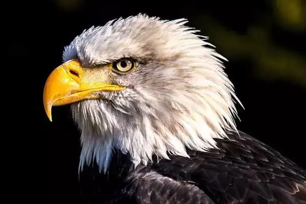 22 Interesting Facts About Eagles