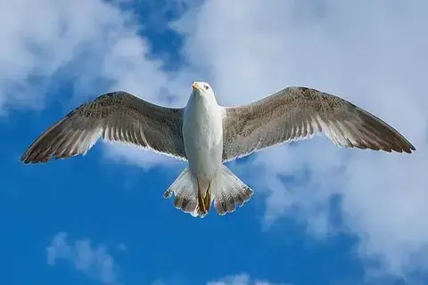 7 Interesting Facts About Seagulls