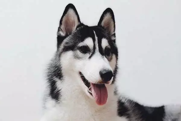 Huskamute Information – About The Breed And Faqs