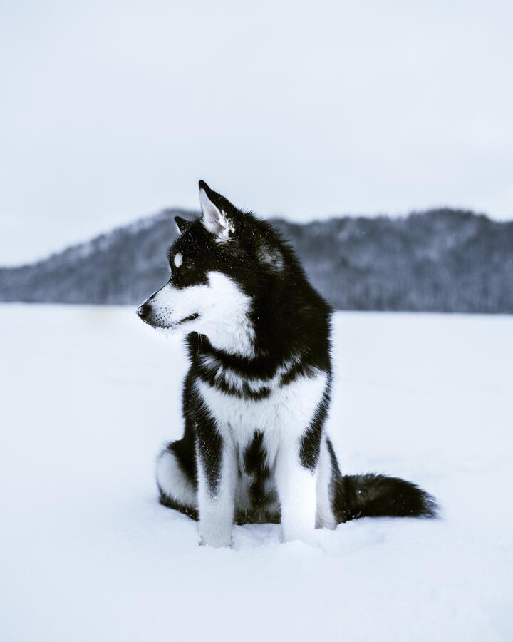 Photo by Till Daling on pexels