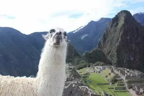 7 Interesting Facts About Llamas