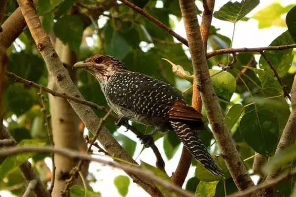 7 Interesting Facts About The Cuckoo