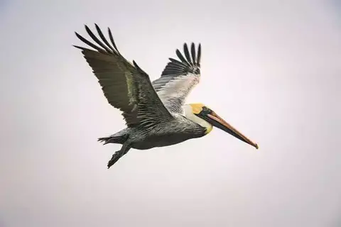Interesting Facts About The Brown Pelican
