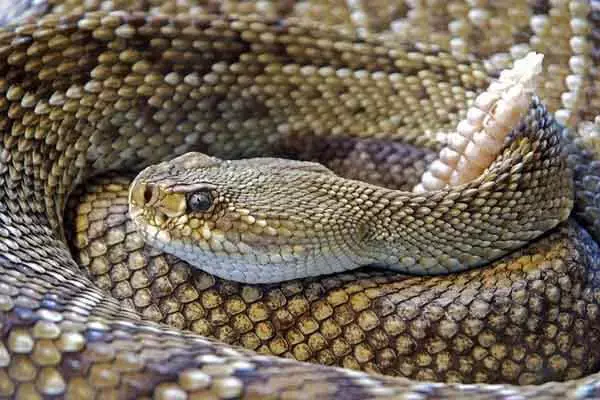 Interesting Facts About Rattlesnakes