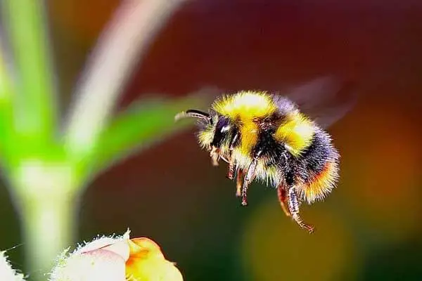 50 Interesting Facts About Bumblebees