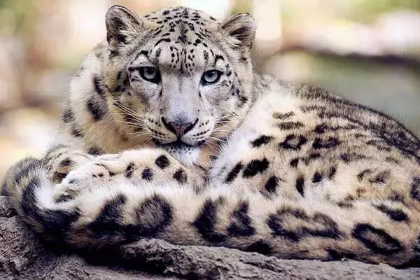 Snow Leopard Habitat And Conservation