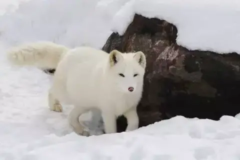 7 Interesting Facts About Arctic Foxes