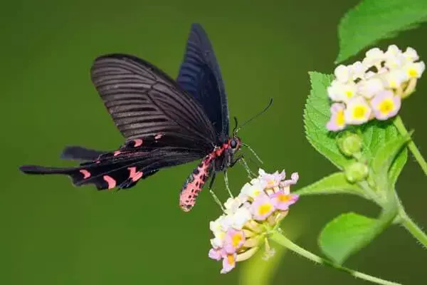 Byasa Alcinous Butterfly
