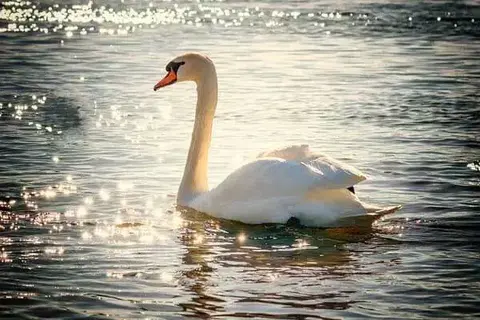 7 Interesting Facts About Swans