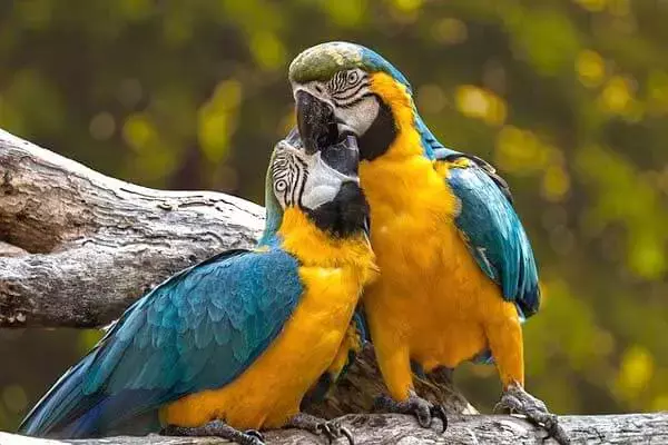 25 Interesting Facts About Parrots