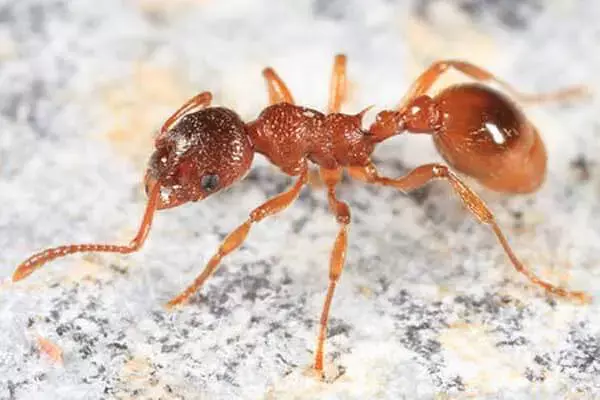 Interesting Facts About Fire Ants