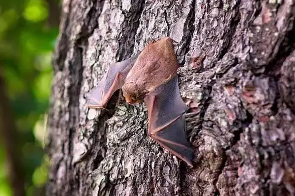 20 Interesting Facts About Bats