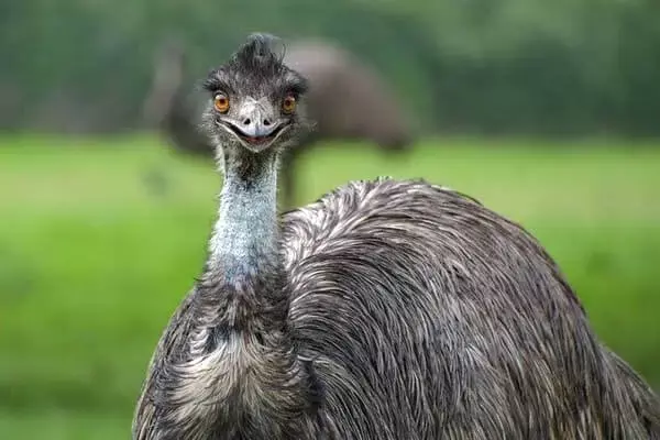 Interesting Facts About Emus
