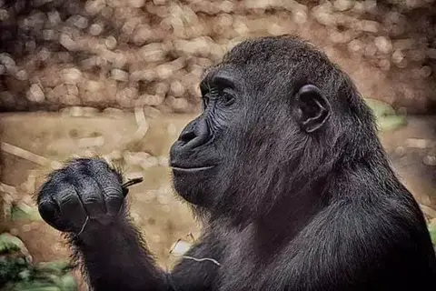 27 Interesting Facts About Gorillas