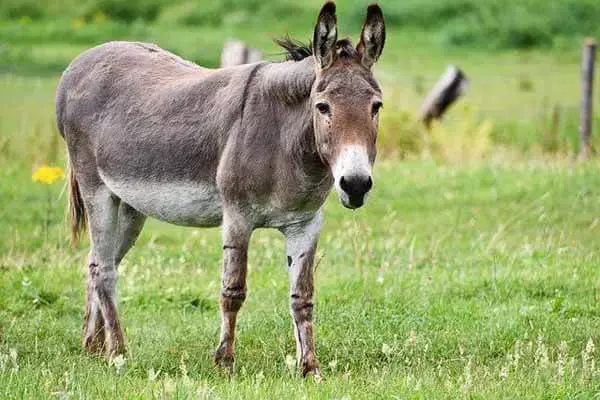 Interesting Facts About Donkeys