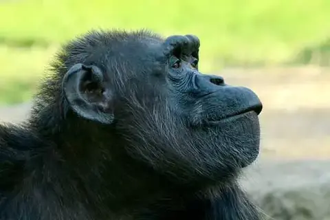 7 Interesting Facts About Chimpanzees