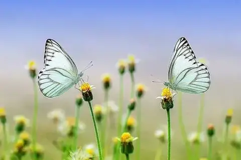 20 Interesting Facts About Butterflies