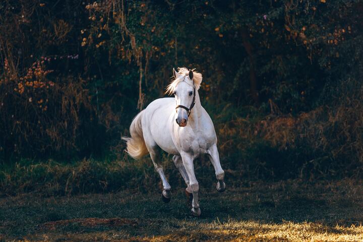 Photo by Helena Lopes on pexels