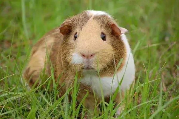 24 Interesting Facts About Guinea Pigs