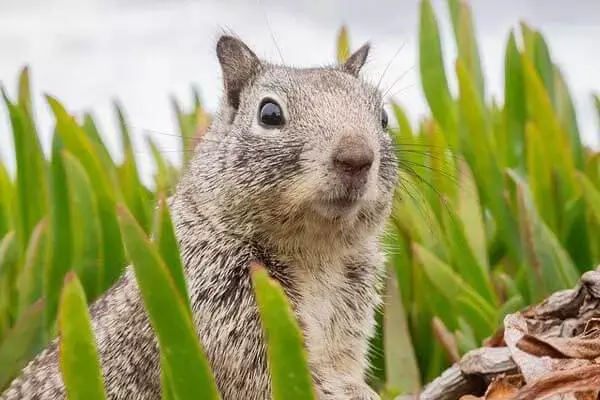 20 Interesting Facts About Rodents