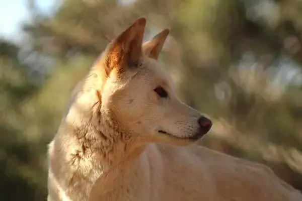 Interesting Facts About Dingoes