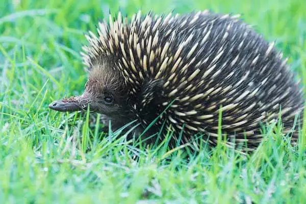 Interesting Facts About Echidnas
