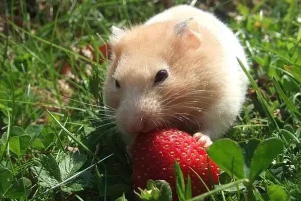 20 Interesting Facts About Hamsters