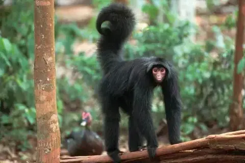 Amazing Facts About Spider Monkeys