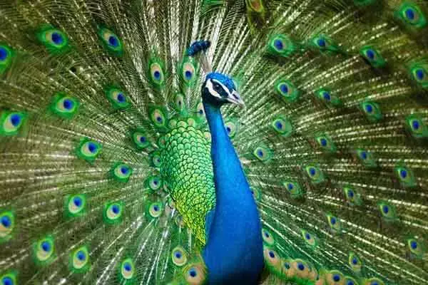 Amazing Facts About A Peacock