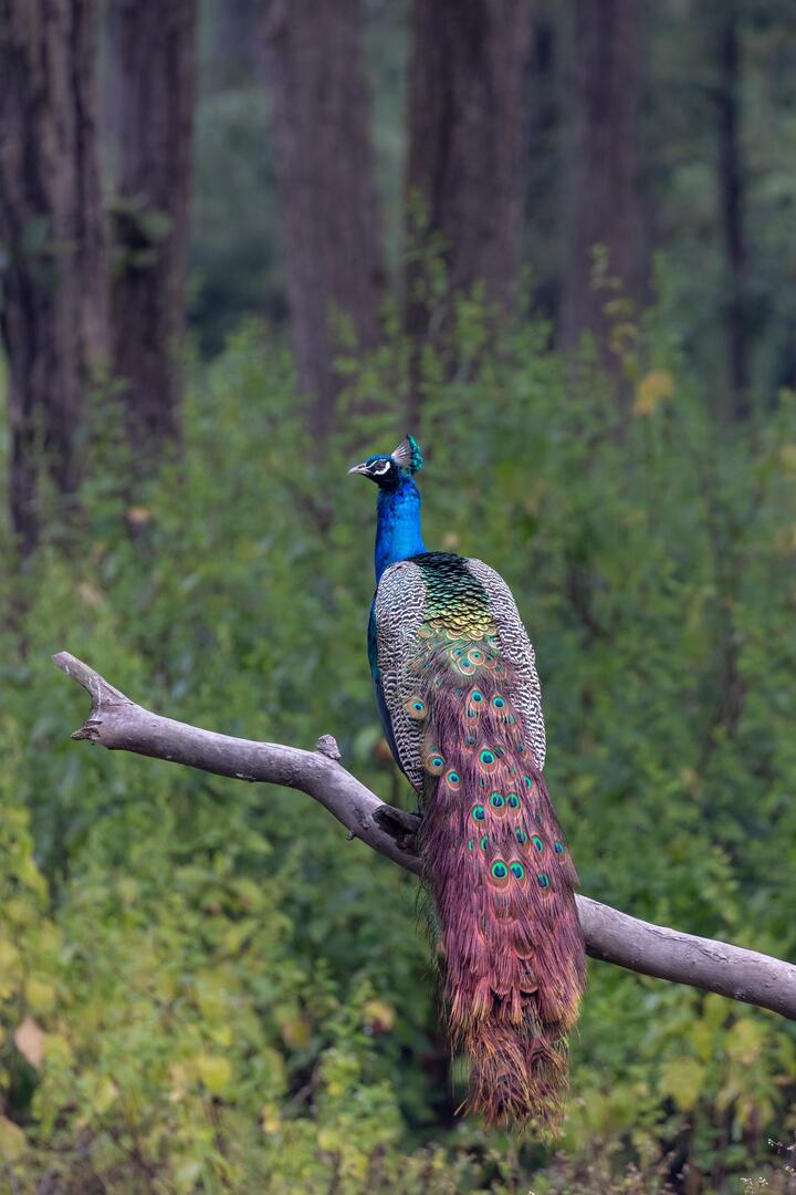 Photo by Anand Dandekar on pexels