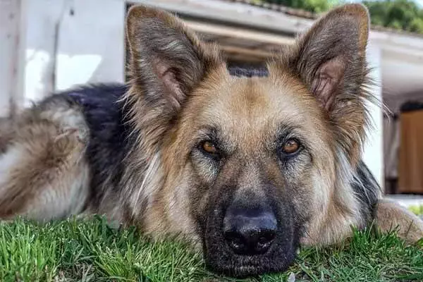 German Shepherd Dog Stealing Food