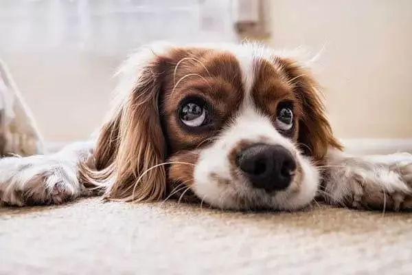 Help Dog Ear Problems Naturally