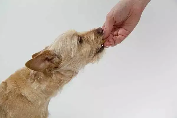 10 Best Foods To Feed Your Senior Dog