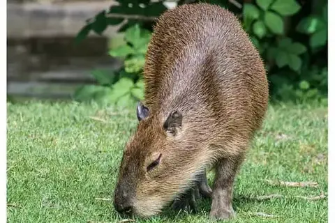 Interesting And Surprising Facts About The Capybara