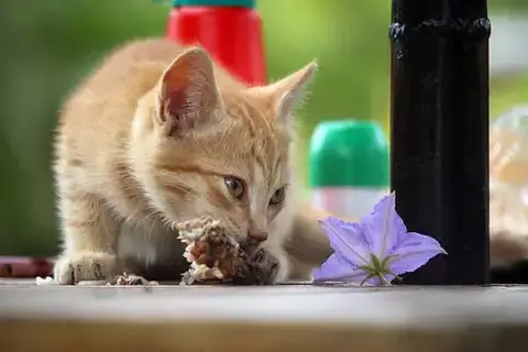 What Cat Food Is Best For Kittens?