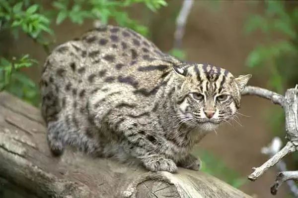 Amazing Facts About Fishing Cats