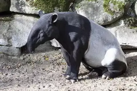 Interesting Facts About Tapir You Need To Know