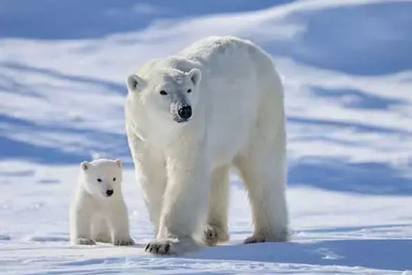 Amazing Facts About Polar Bear Cubs