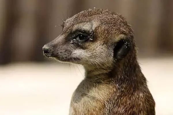 Interesting Facts About The Mongoose