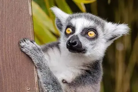 Interesting Facts About Lemurs
