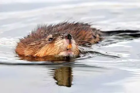 Fun Facts About Muskrat