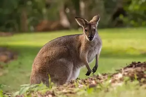 Fun Facts About A Wallaby