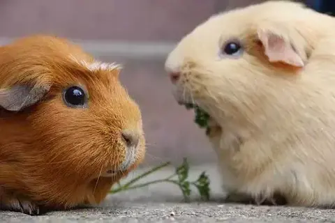 How Long Do Guinea Pigs Live Indoors?