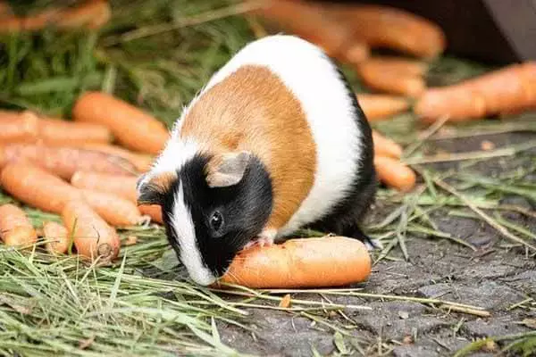 What Food Is Best For Guinea Pigs?