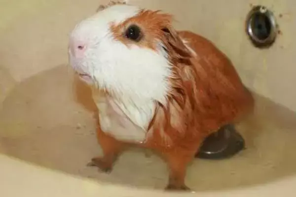 How Often To Bathe Guinea Pig