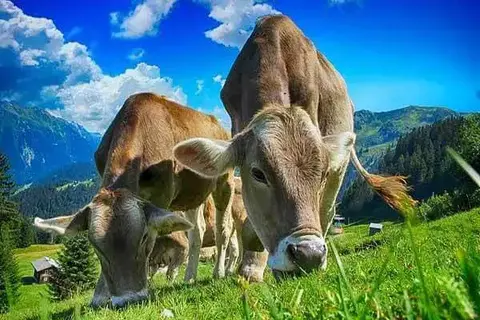 20 Interesting Facts About Cows
