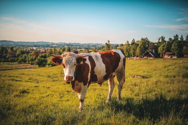 Photo by Tobi on pexels