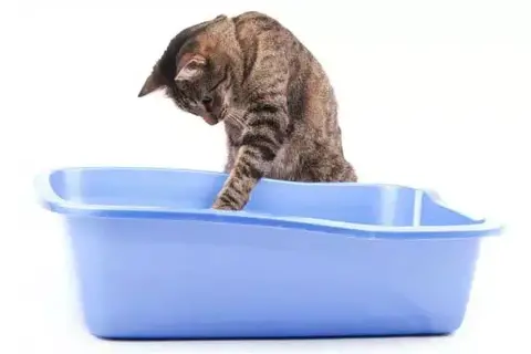 How Much Cat Litter Should I Use?
