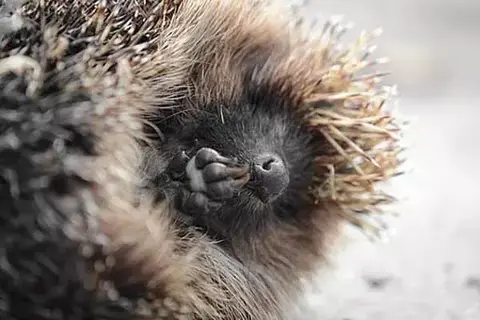 How Do Hedgehogs Sleep?