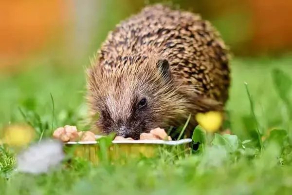 What Do Hedgehogs Like To Eat?